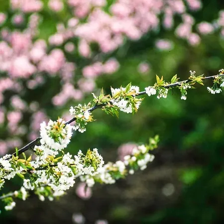 Apartment Perle-lollipop By Interhome