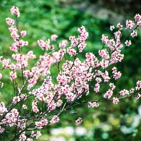 Perle-lollipop By Interhome *