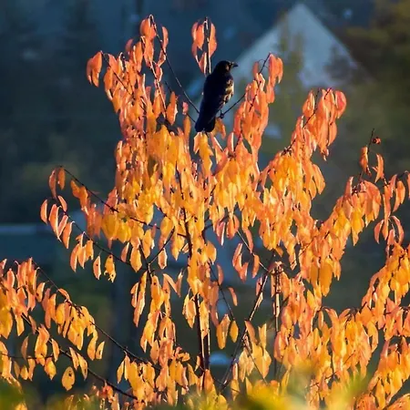 Perle-lollipop By Interhome * Bullay