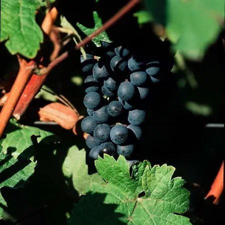 Apartment Perle-lollipop By Interhome *