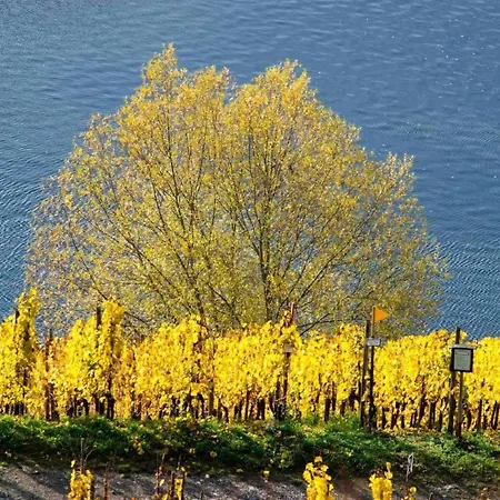 Perle-lollipop By Interhome Apartment Bullay