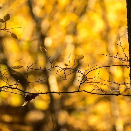 Perle-lollipop By Interhome Apartment