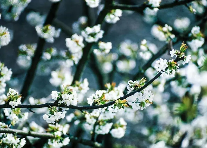 Apartment Perle-lollipop By Interhome