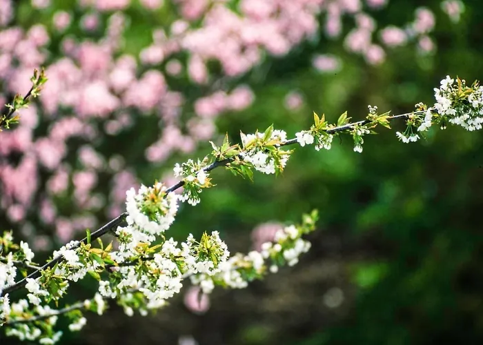 公寓 Perle-lollipop By Interhome