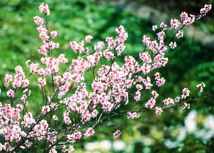 Perle-lollipop By Interhome *