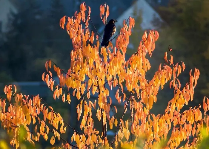 Perle-lollipop By Interhome * Bullay