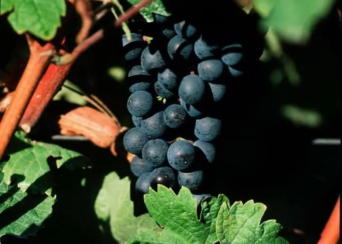 公寓 Perle-lollipop By Interhome *