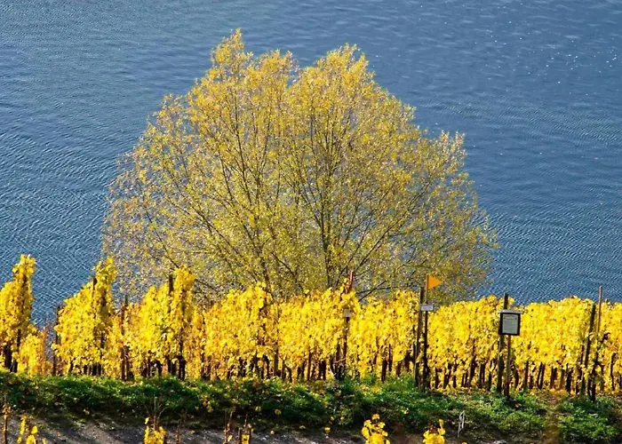 Perle-lollipop By Interhome Apartment Bullay