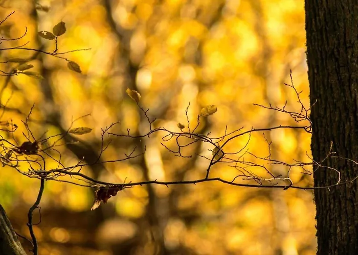 Perle-lollipop By Interhome Apartment